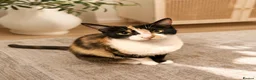 Mixed Breed cats for sale: 🐾 Beautiful  Kitten Looking for a Loving Home  - Advert 2
