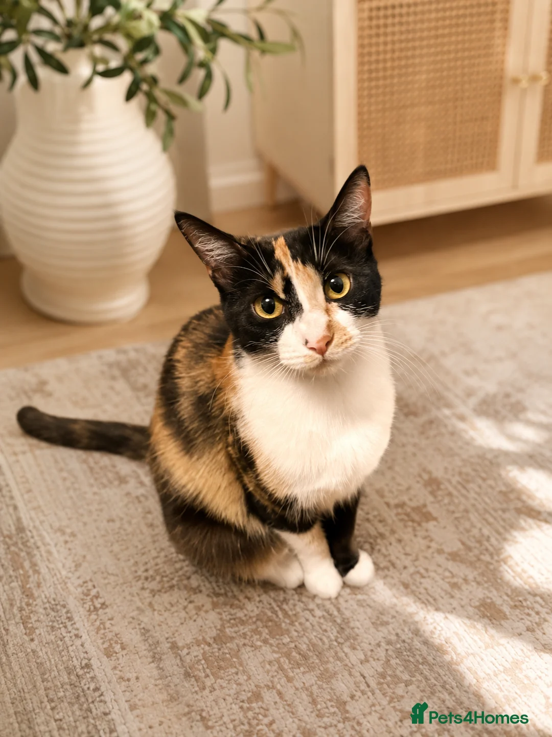 Mixed Breed cats for sale: 🐾 Beautiful  Kitten Looking for a Loving Home  - Advert 2