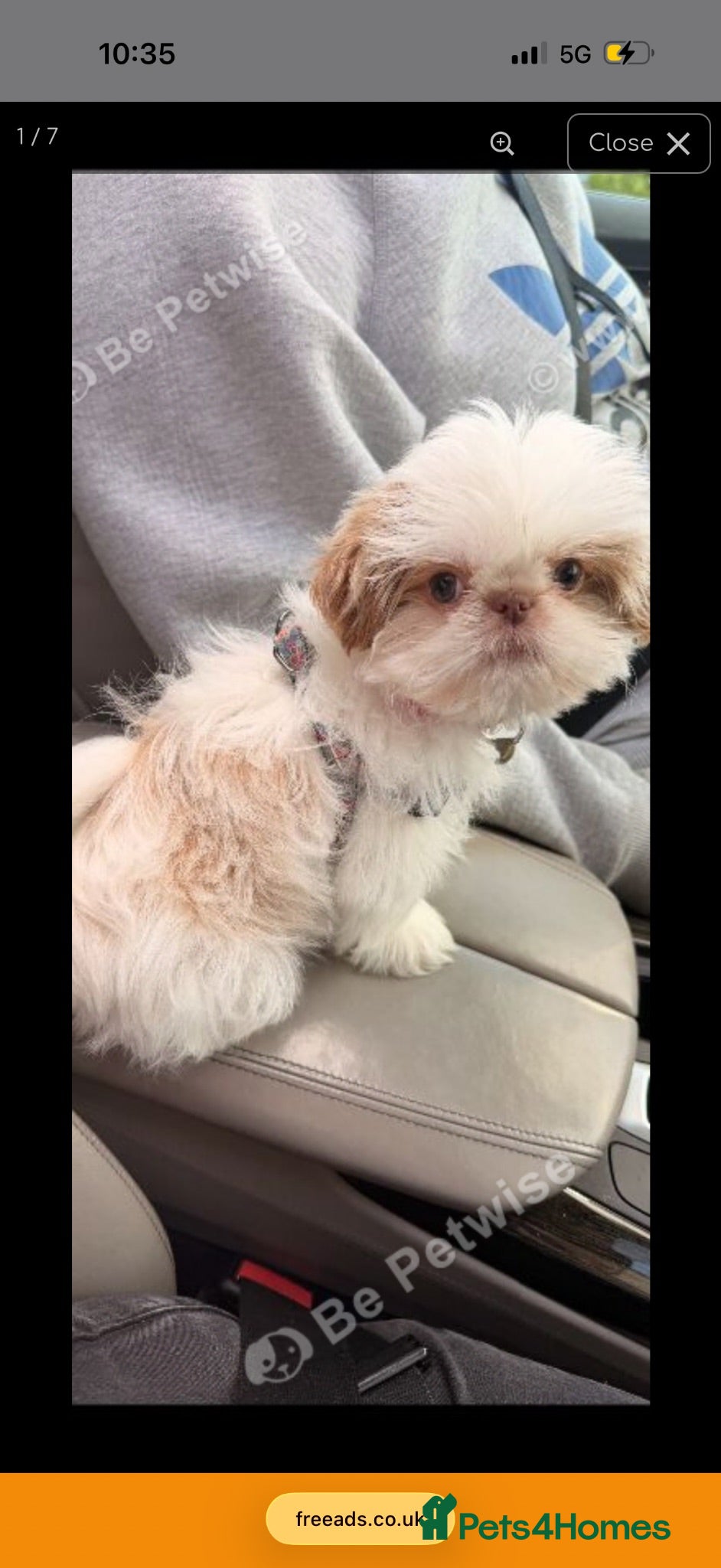 Shih Tzu dogs KC REGISTERED IMPERIAL SHIH TZU FEMALE PUPPY - Advert 2