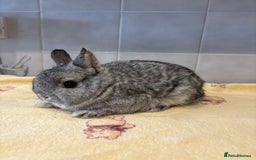 Netherland Dwarf rabbits for sale: Pure Netherland Dwarfs - Advert 4