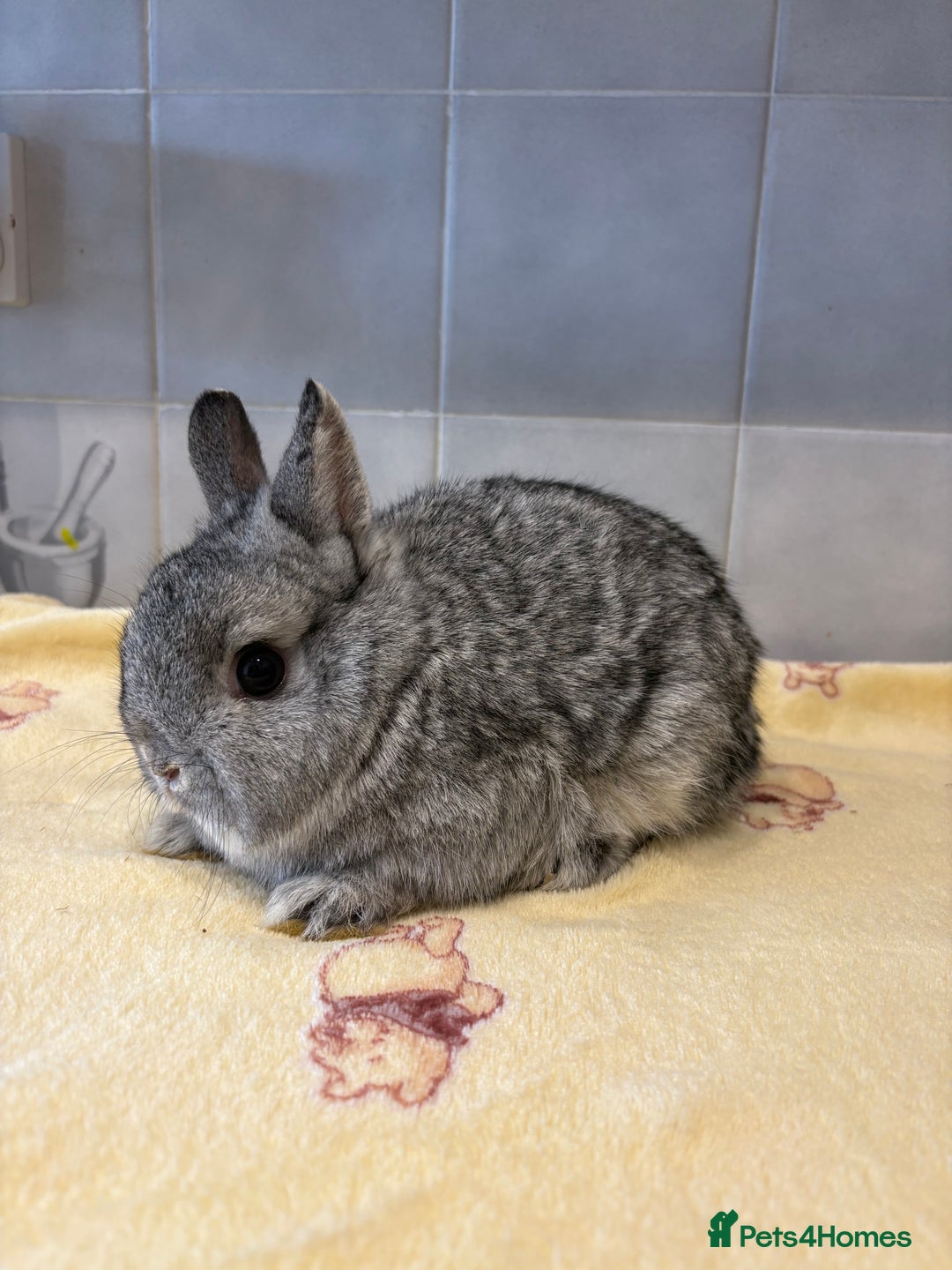Netherland Dwarf rabbits for sale: Pure Netherland Dwarfs - Advert 4