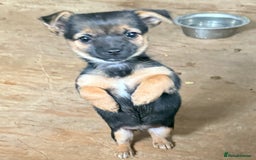 Mixed Breed dogs for sale: Tiny and beautiful  - Image 5
