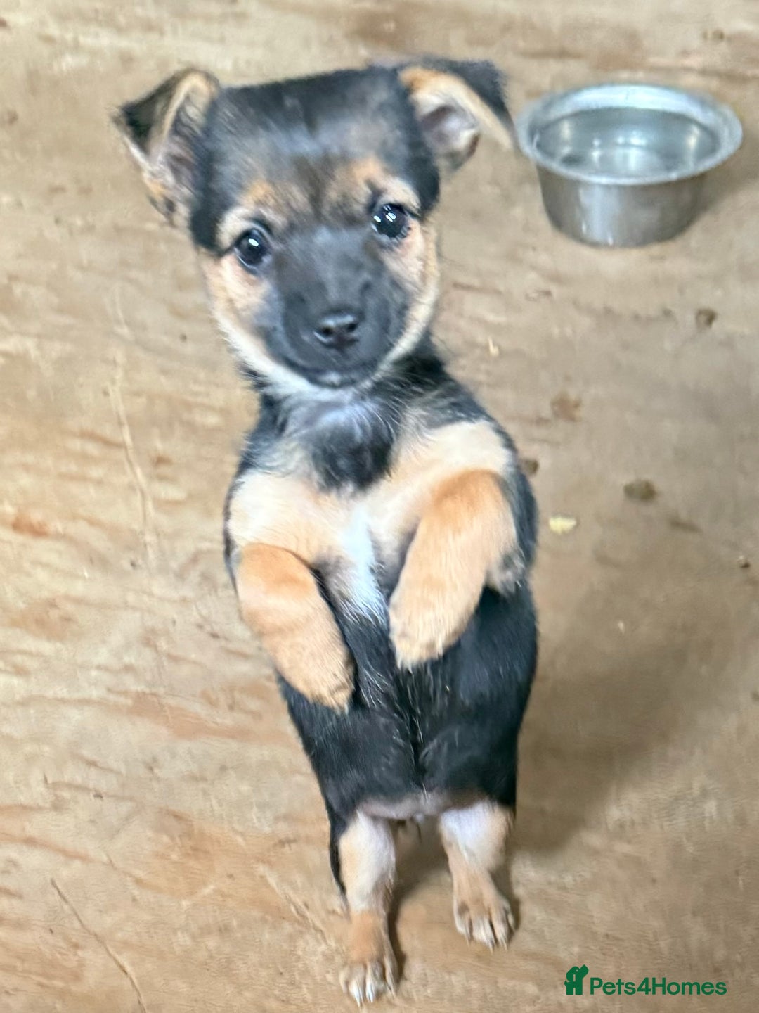 Mixed Breed dogs for sale: Tiny and beautiful  - Image 5