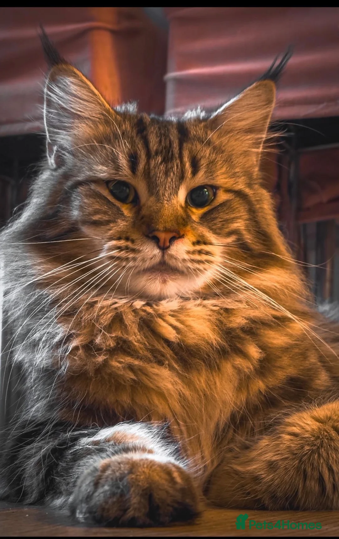 Maine Coon cats for sale: Stunning Mainecoon kittens ready now 1 boy 2girls  - Advert 7