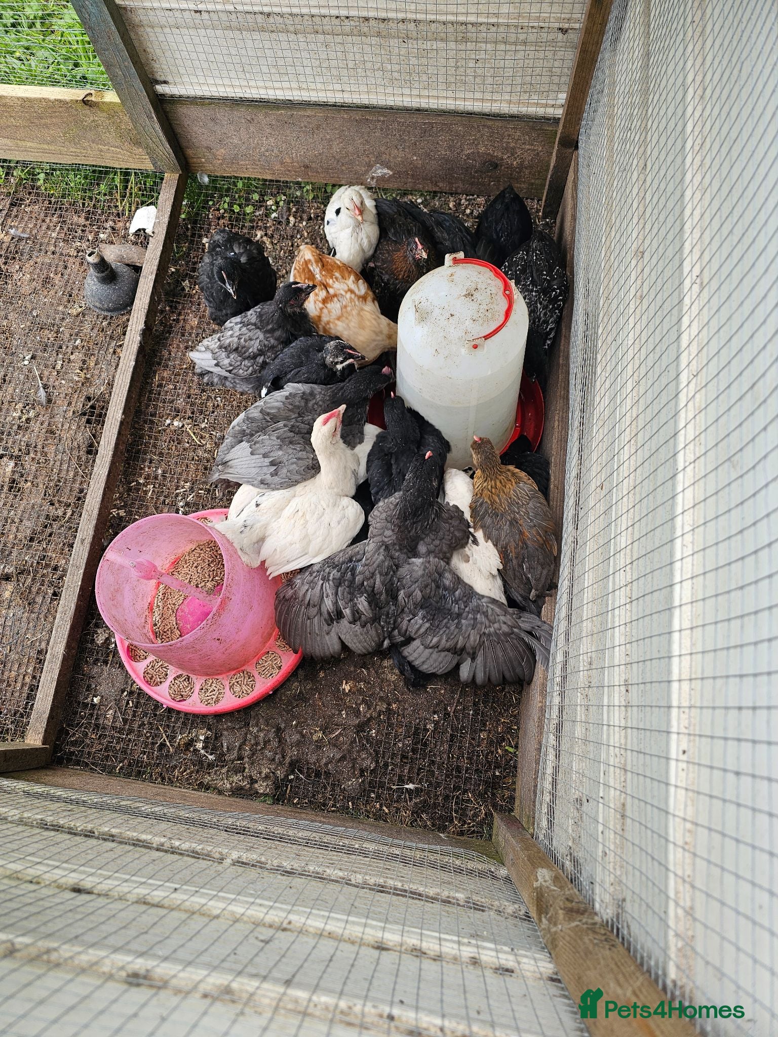 Chickens poultry Easter eggers fully feathered ready togo  - Advert 1