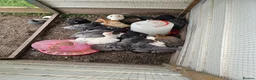 Chickens poultry for sale: Easter eggers fully feathered ready togo  - Advert 1