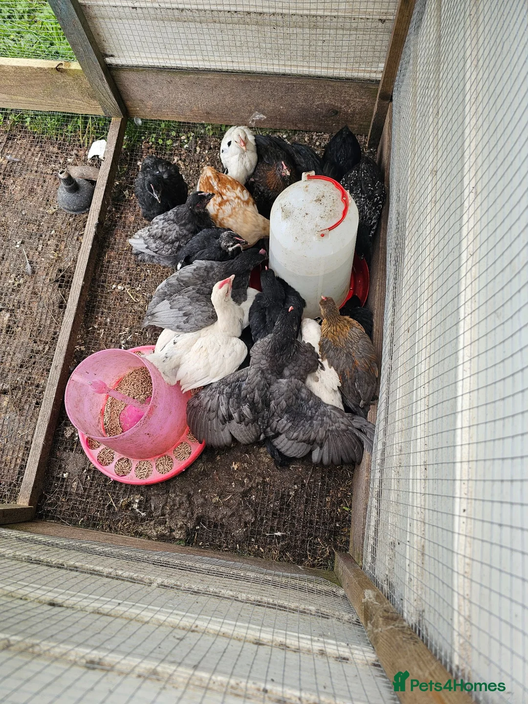 Chickens poultry for sale: Easter eggers fully feathered ready togo  - Advert 1