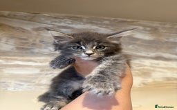 Maine Coon cats for sale: XL Russian Cubs 🇷🇺❤️ - Image 7