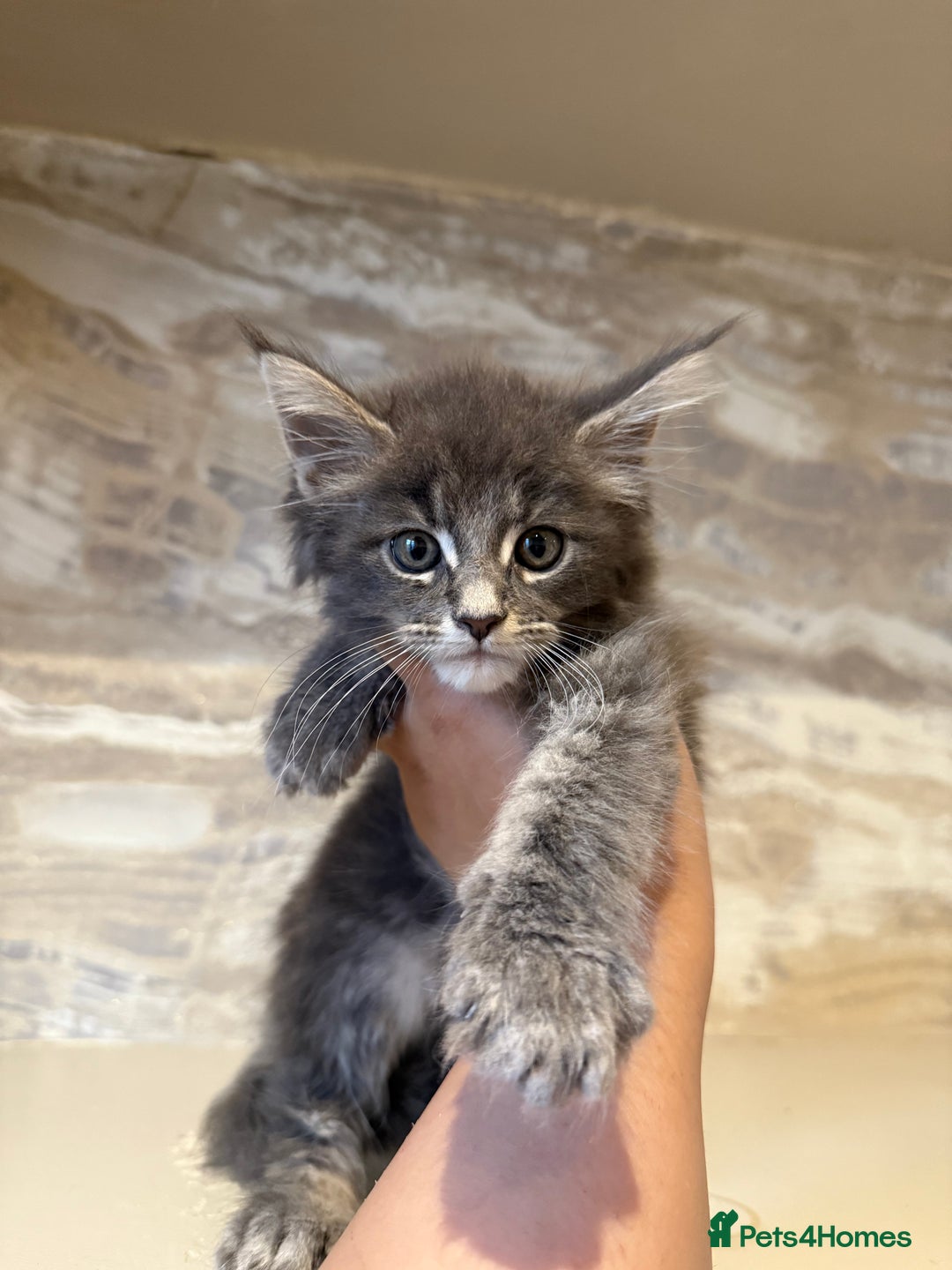 Maine Coon cats for sale: XL Russian Cubs 🇷🇺❤️ - Image 7