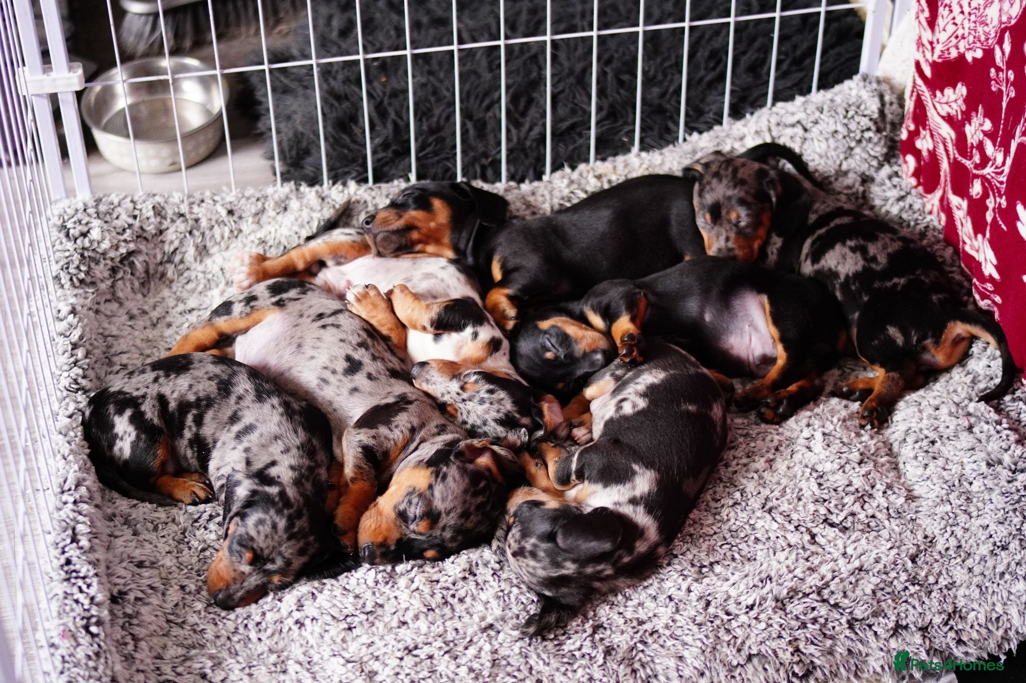 Miniature Dachshund dogs 🐶 Pure-bred Dachshund Puppies  - Advert 17