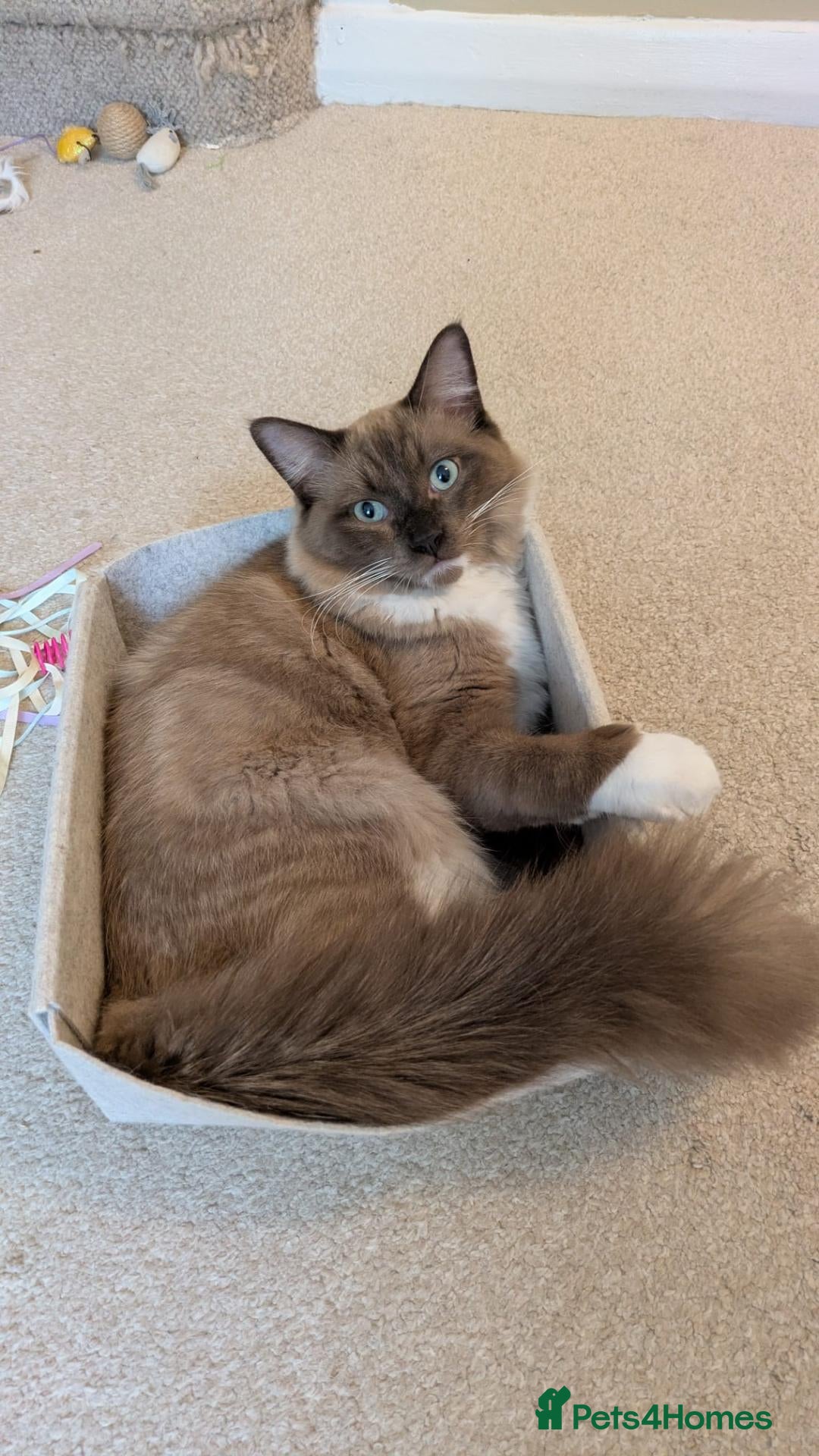 Ragdoll cats Stunning Chocolate Mink Mitted Ragdoll Boy - Advert 2