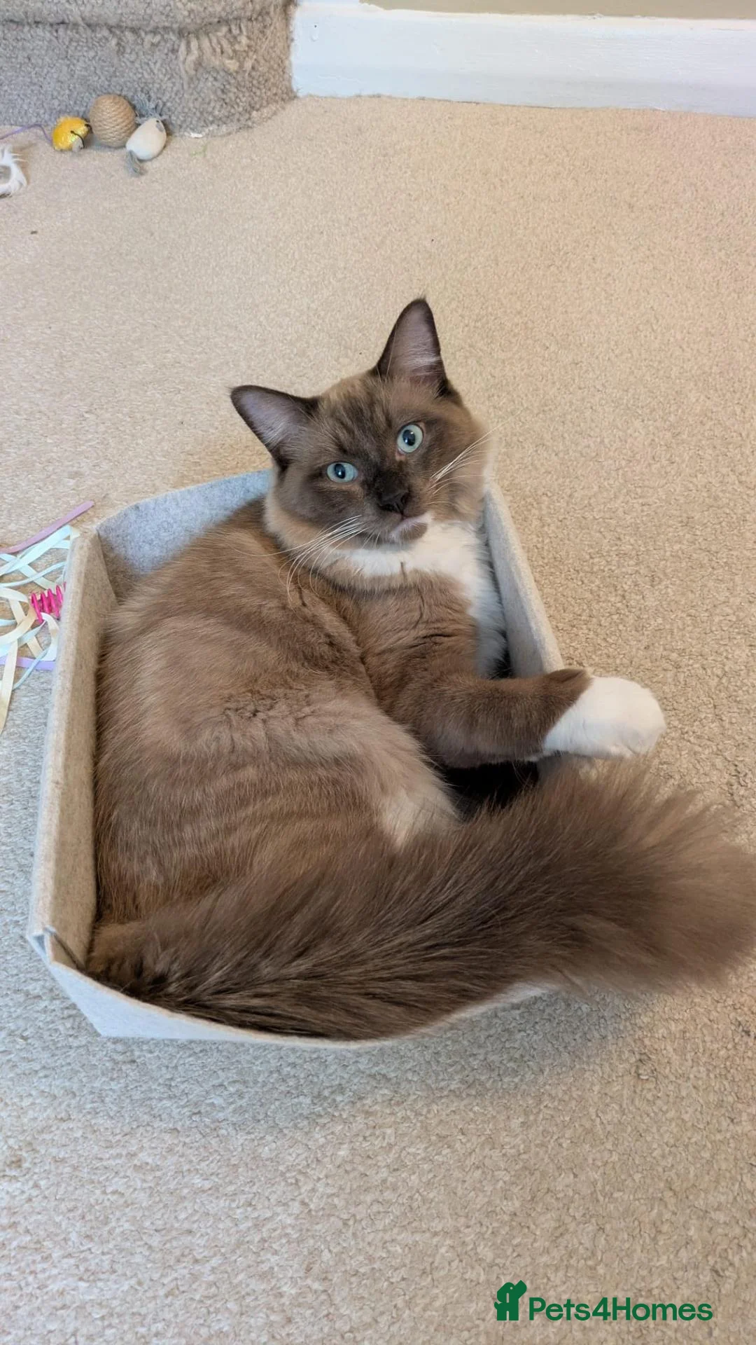 Ragdoll cats for sale: Stunning Chocolate Mink Mitted Ragdoll Boy - Advert 2