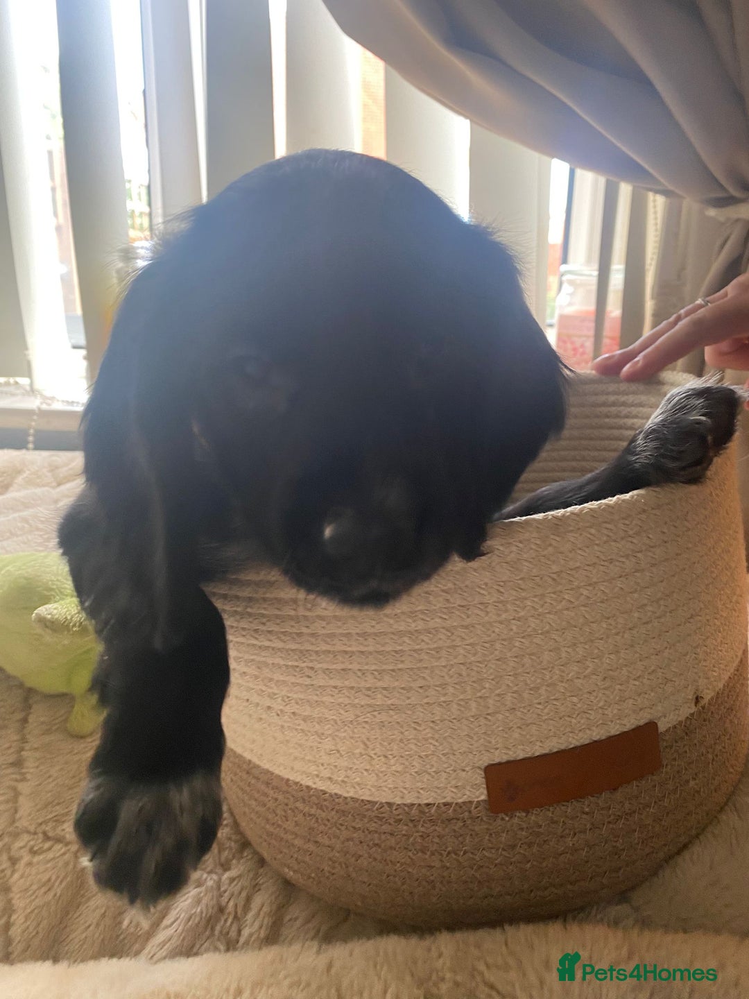 Cocker Spaniel dogs for sale: litter of 6 pedigree cocker spaniel puppies. - Image 27