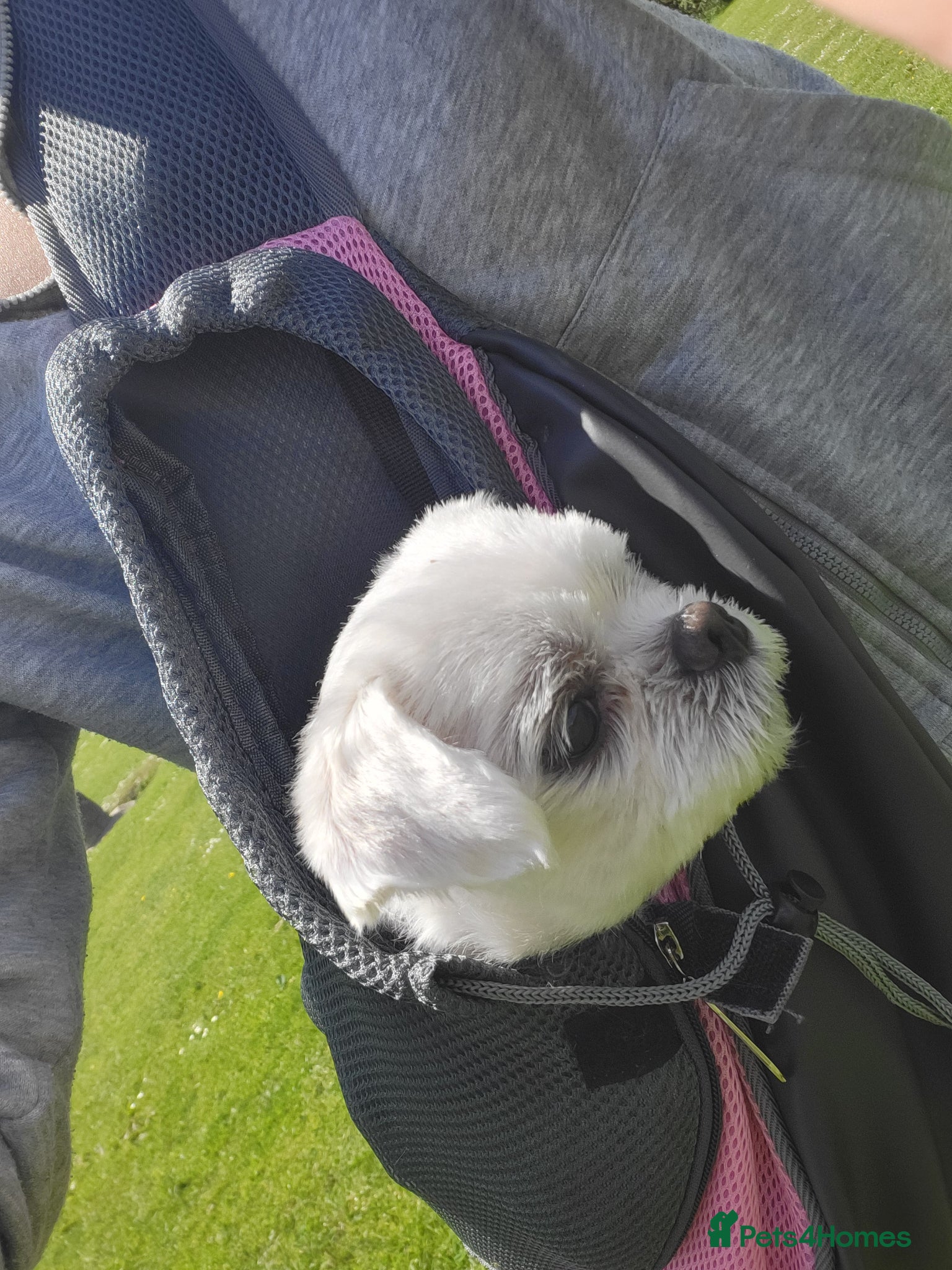 Bichon Frise dogs for sale: Korean Bison very small boy. - Advert 8