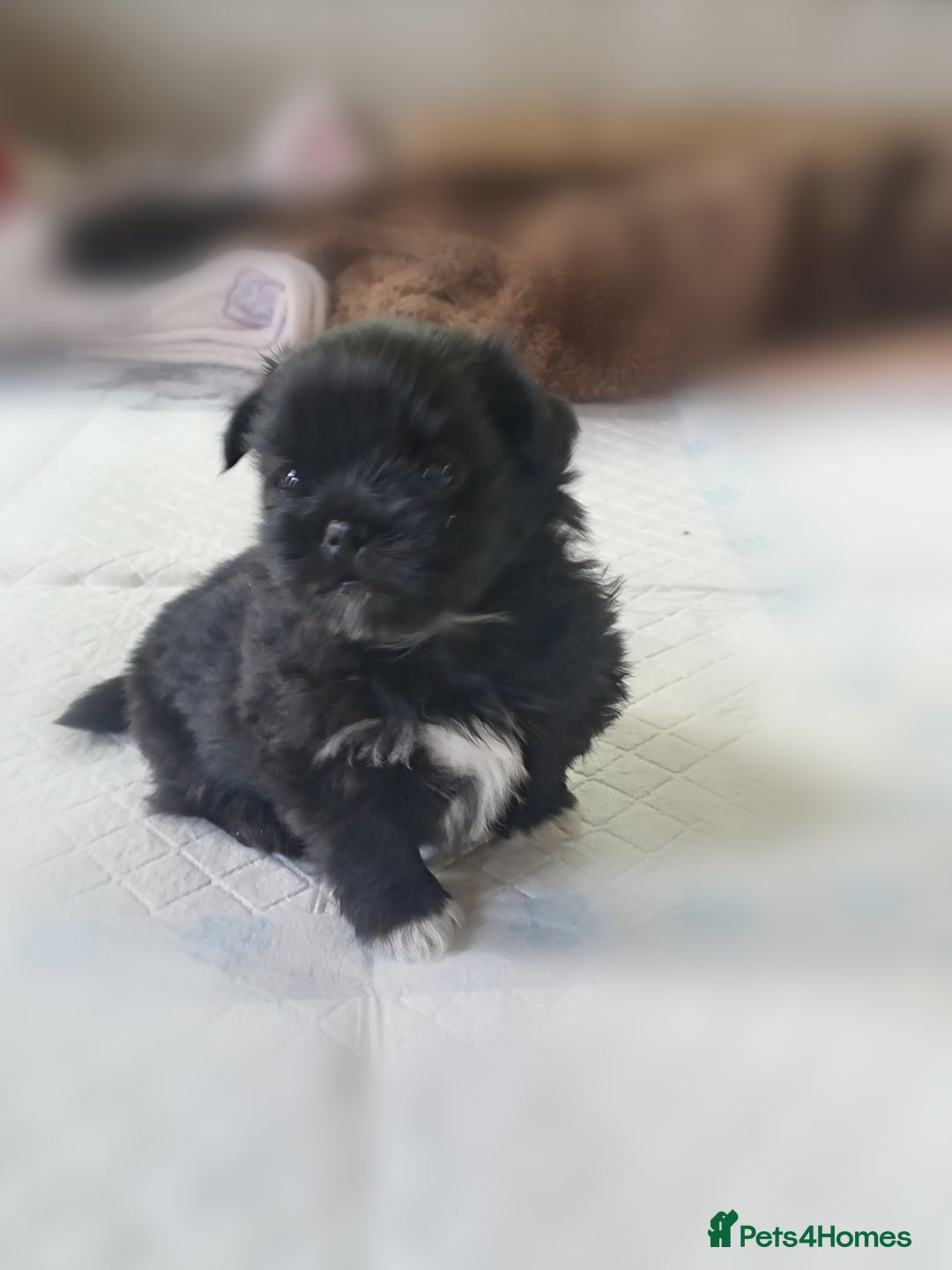 Mixed Breed dogs for sale: Shih poo puppies for sale - Advert 3