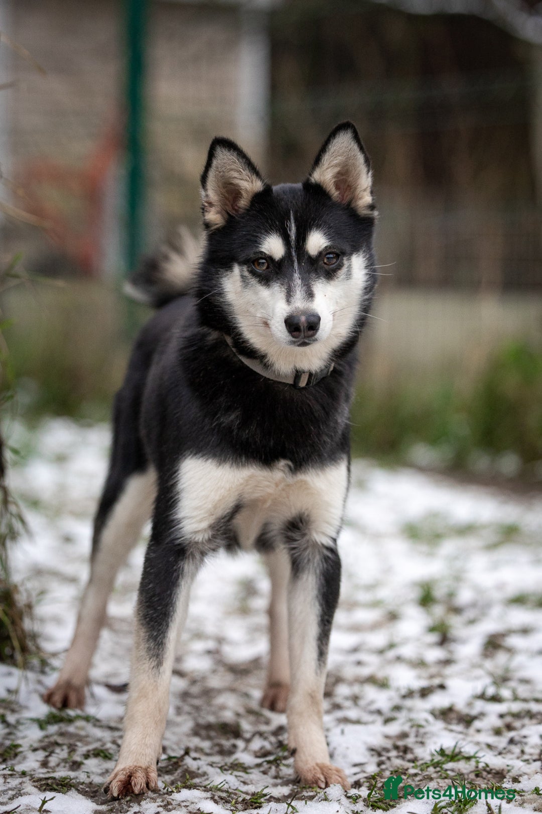 Siberian Husky dogs for adoption: TUCKER – Male Siberian Husky - Advert 1