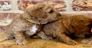 Cavapoo dogs - Advert 11