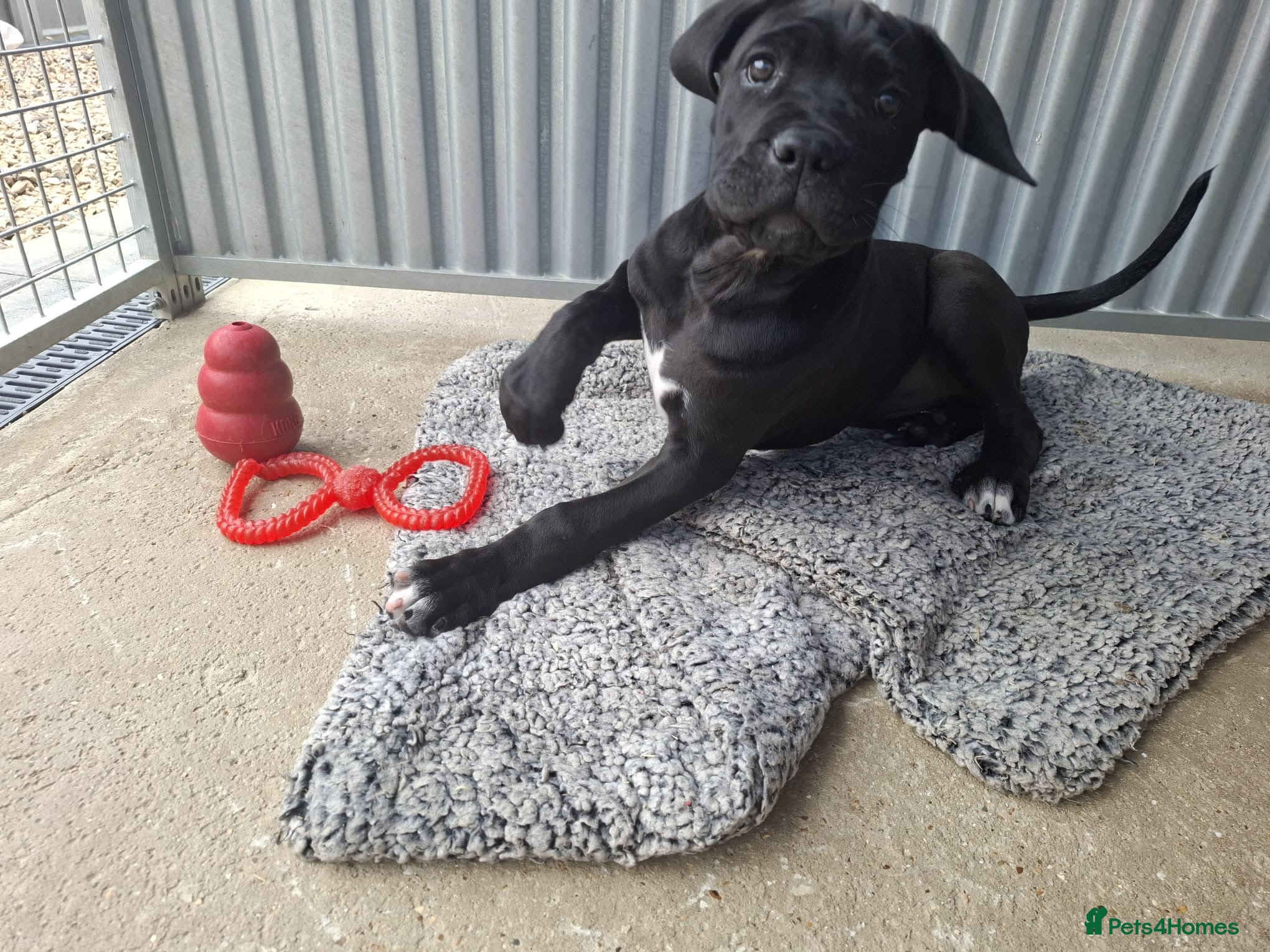 Cane Corso dogs CANE CORSO PUPPIES - Advert 3
