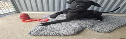 Cane Corso dogs for sale: CANE CORSO PUPPIES - Advert 1