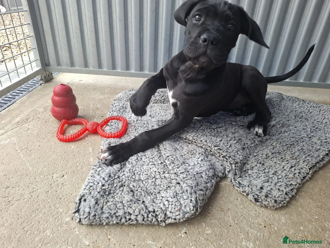 Cane Corso dogs for sale: CANE CORSO PUPPIES - Advert 1