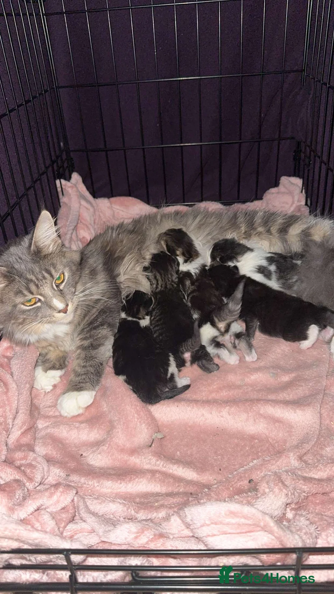 Maine Coon cats for sale: Maine Coon X Kittens - Advert 2