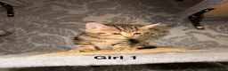 Mixed Breed cats for sale: 6 beautiful tabby kittens - Advert 11