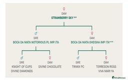 Chihuahua dogs for sale: Kc long haired chihuahua puppy  - Image 8