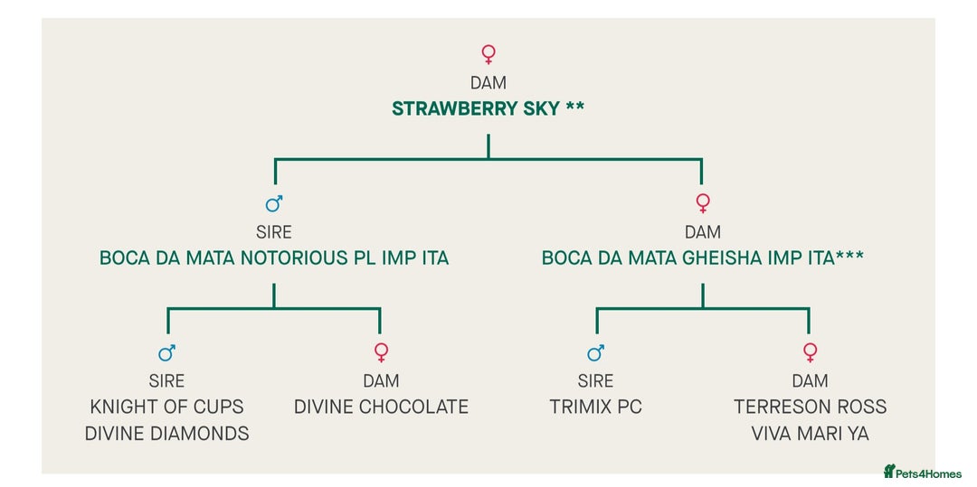 Chihuahua dogs for sale: Kc long haired chihuahua puppy  - Image 8