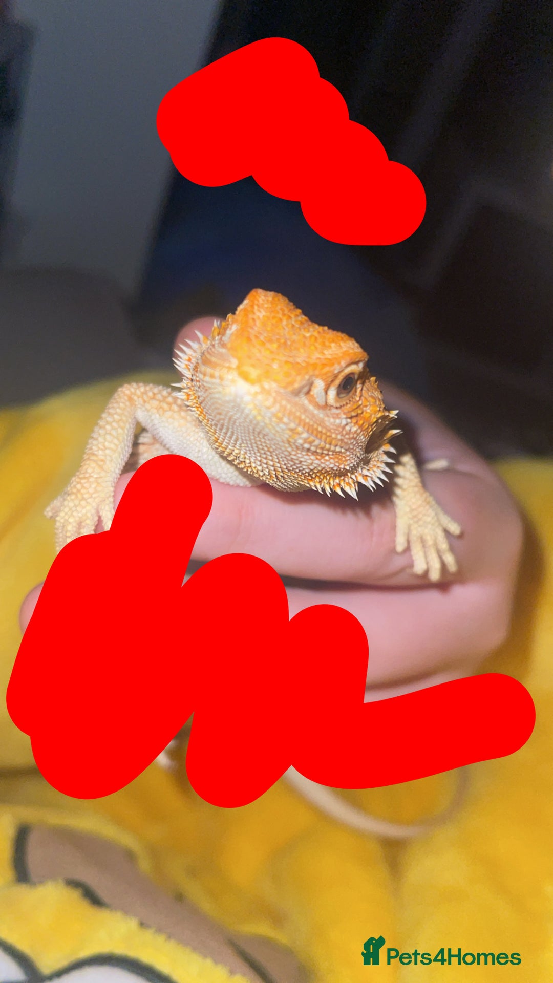 Bearded Dragon reptiles for sale: Boy bearded dragon for sale  - Advert 9