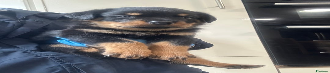 Rottweiler Puppy 2