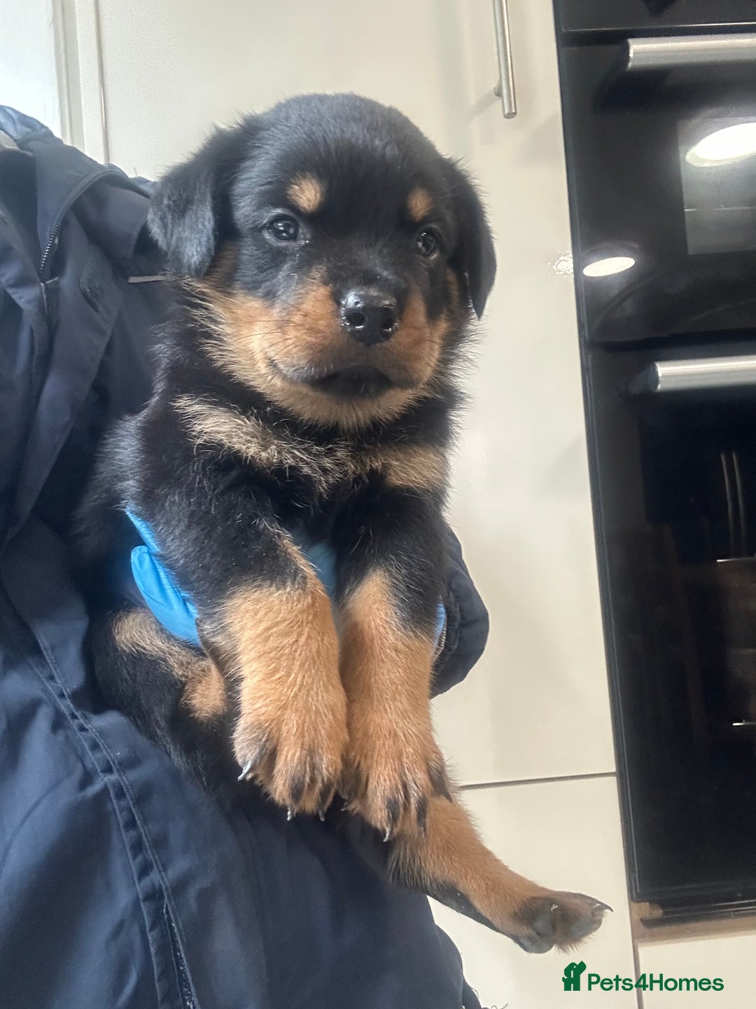 Rottweiler dogs for sale: Kc Registered Rottwiler Puppies  - Image 10