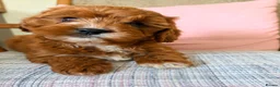 Cavapoo dogs for sale: Beautiful F2 Cavapoos - Advert 8