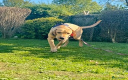 Labrador Retriever dogs for sale: 9 Month Old Fox Red & Yellow Cross Labrador - Image 4