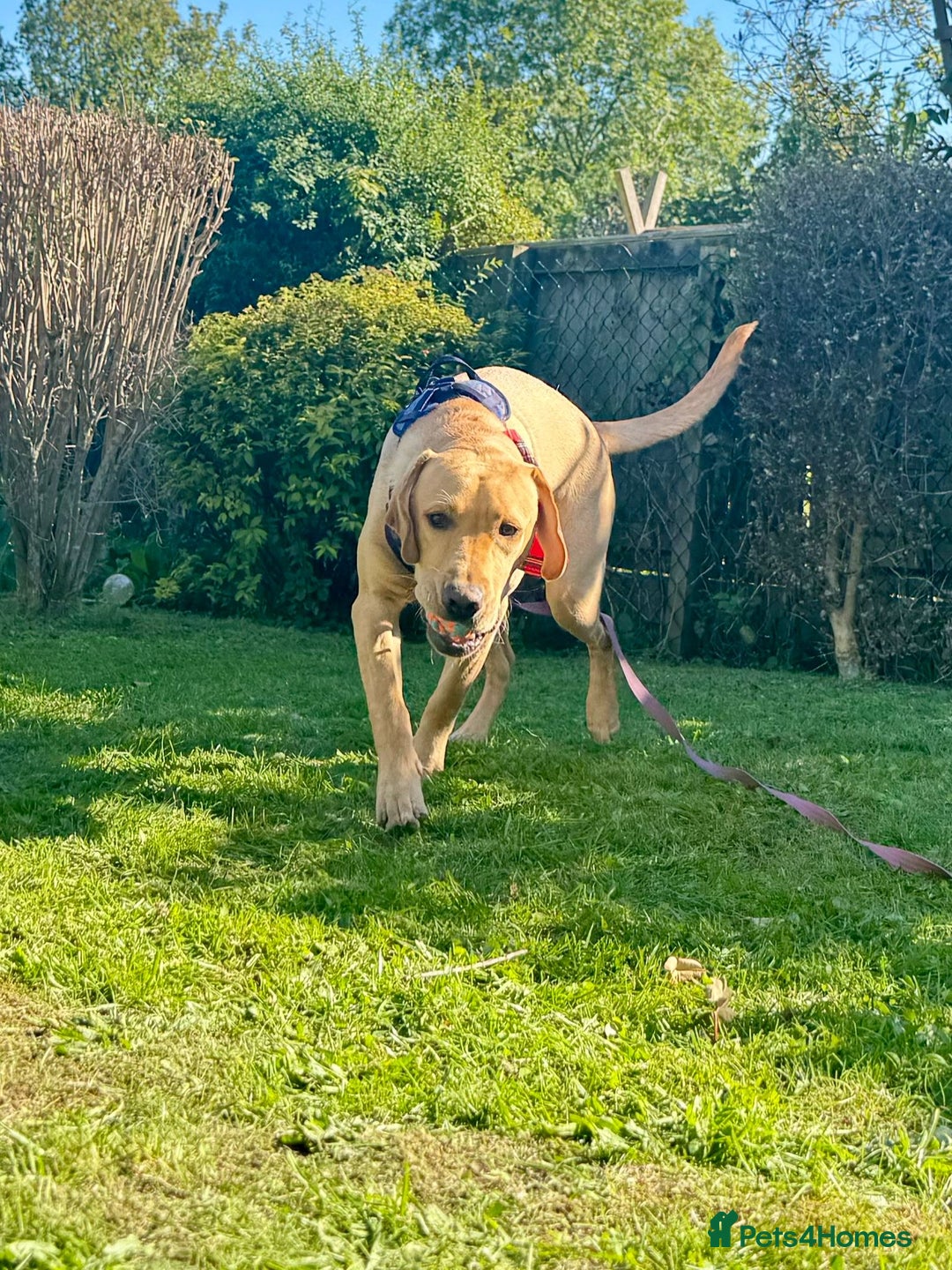 Labrador Retriever dogs for sale: 9 Month Old Fox Red & Yellow Cross Labrador - Image 4