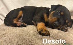 Dobermann dogs for sale: Doberman puppies  - Image 13