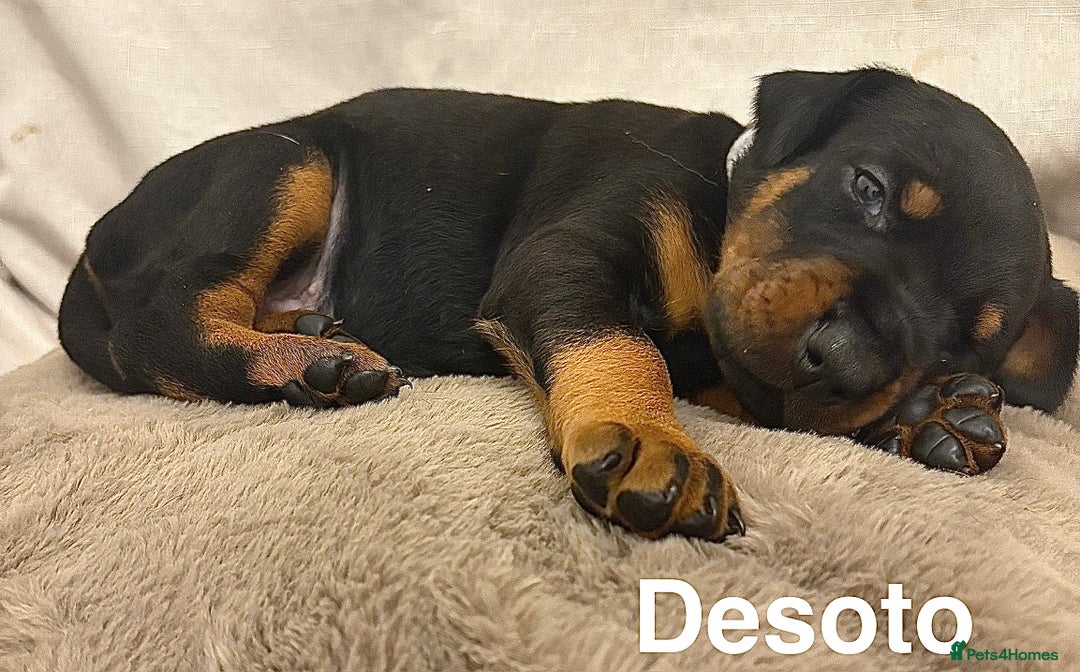 Dobermann dogs for sale: Doberman puppies  - Image 13