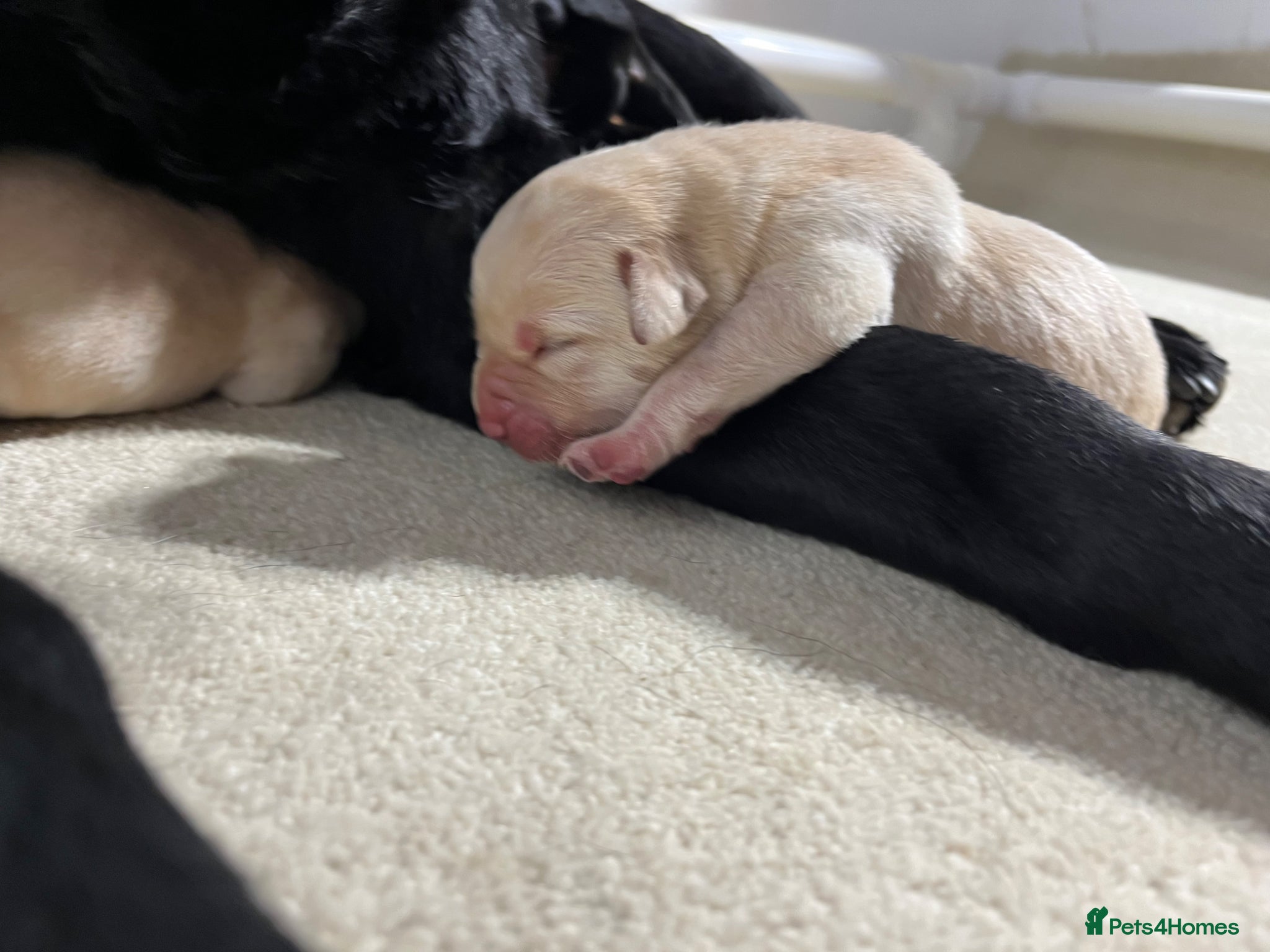 Labrador Retriever dogs Puppy Culture Raised 🐶 Health Tested - Advert 6