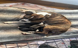 Mixed Breed dogs for sale: Pups for sale  - Image 23