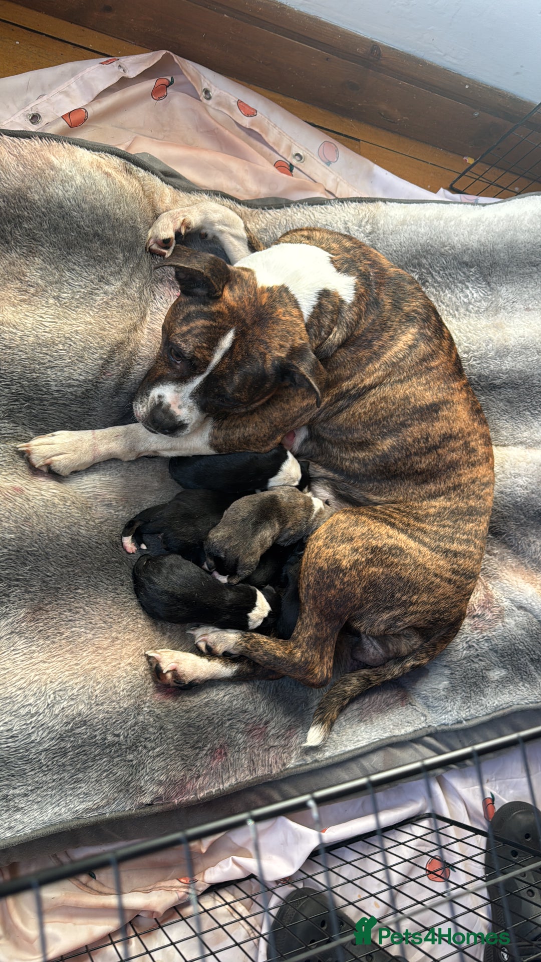 Mixed Breed dogs for sale: Pups for sale  - Image 23