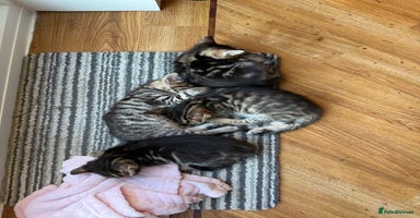 Bengal cats - Advert 11