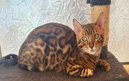 Bengal cats for sale: Brown rosetted male bengal kitten - Image 4