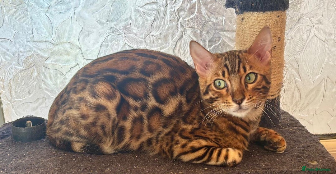 Bengal cats for sale: Brown rosetted male bengal kitten - Image 4