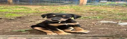 Mixed Breed dogs for sale: Doberman x lurcher puppies - Advert 12