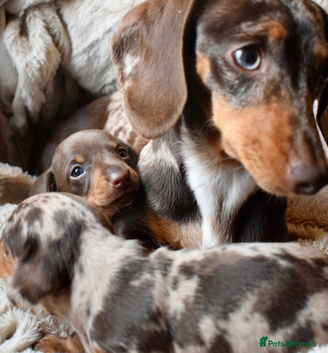 Miniature Dachshund dogs for sale: miniature dachshund puppies ready to reserve 🤍 - Image 11