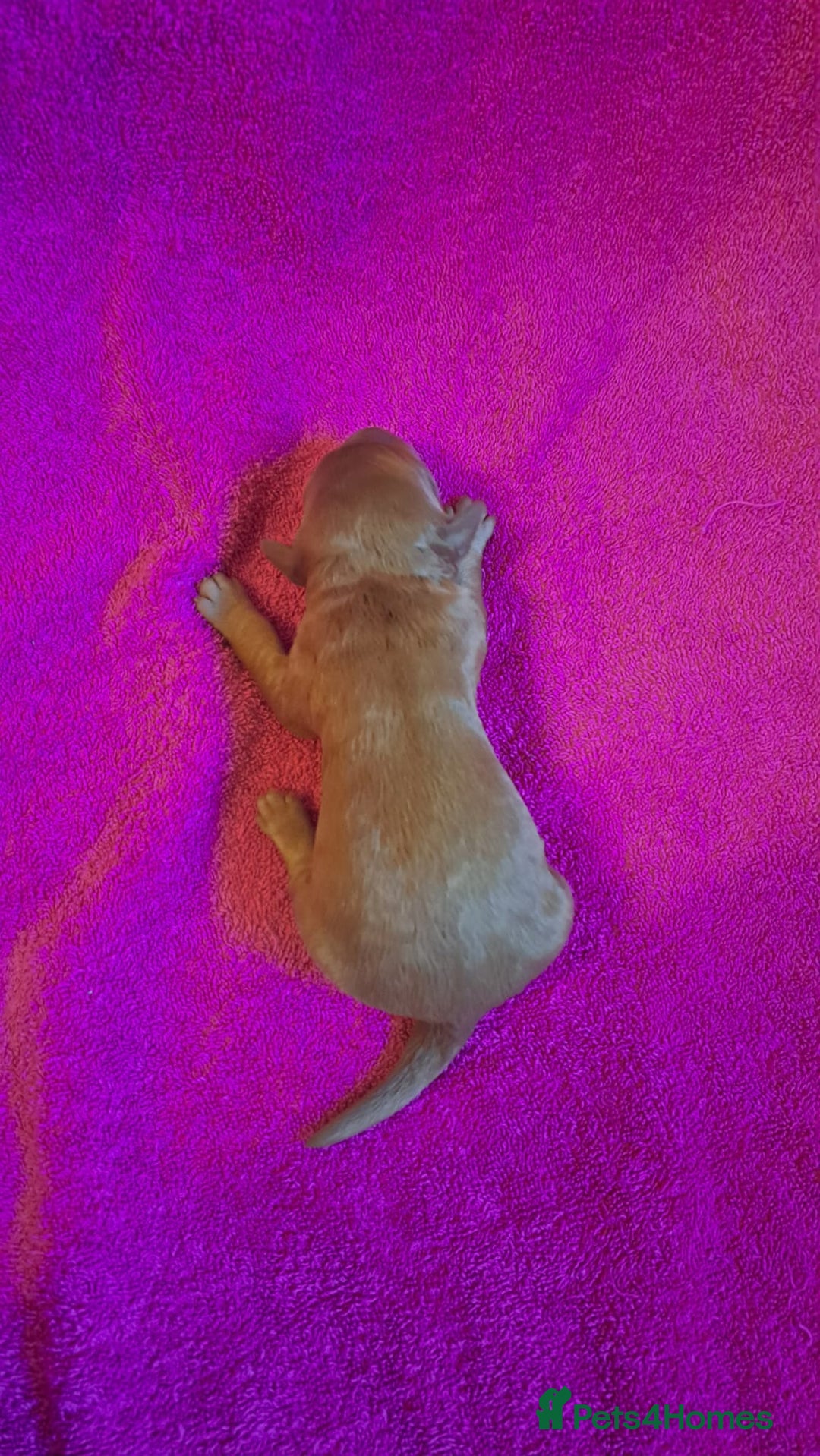 Australian Labradoodle dogs for sale: Australian Labradoodle puppies in Basildon - Image 18