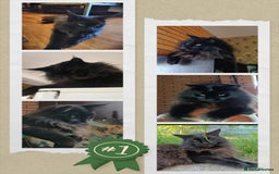 Maine Coon cats for sale: Maine Coon kitten Fire Red Marble Tabby and White - Image 24