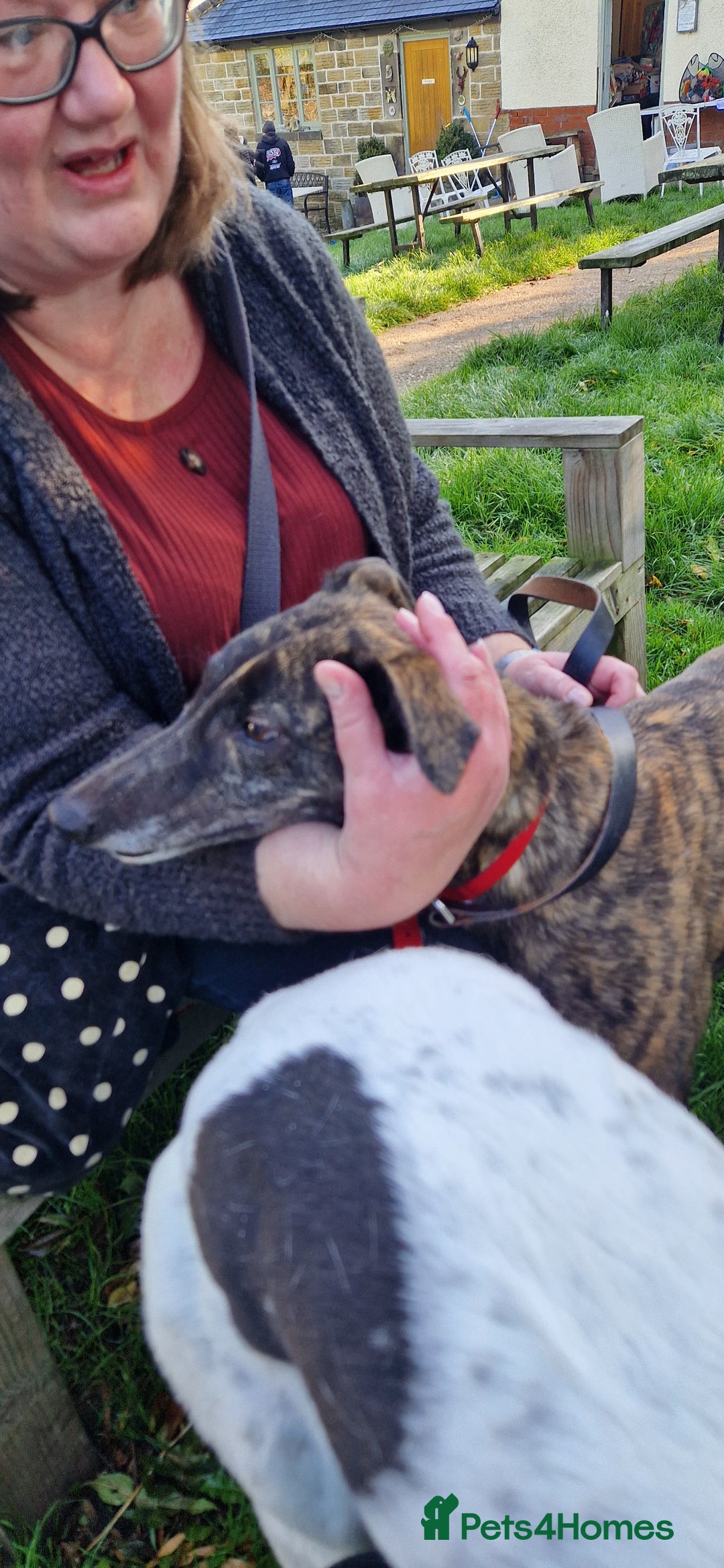 Greyhound dogs for sale: Beautiful girl greyhound aged 3 - Image 2