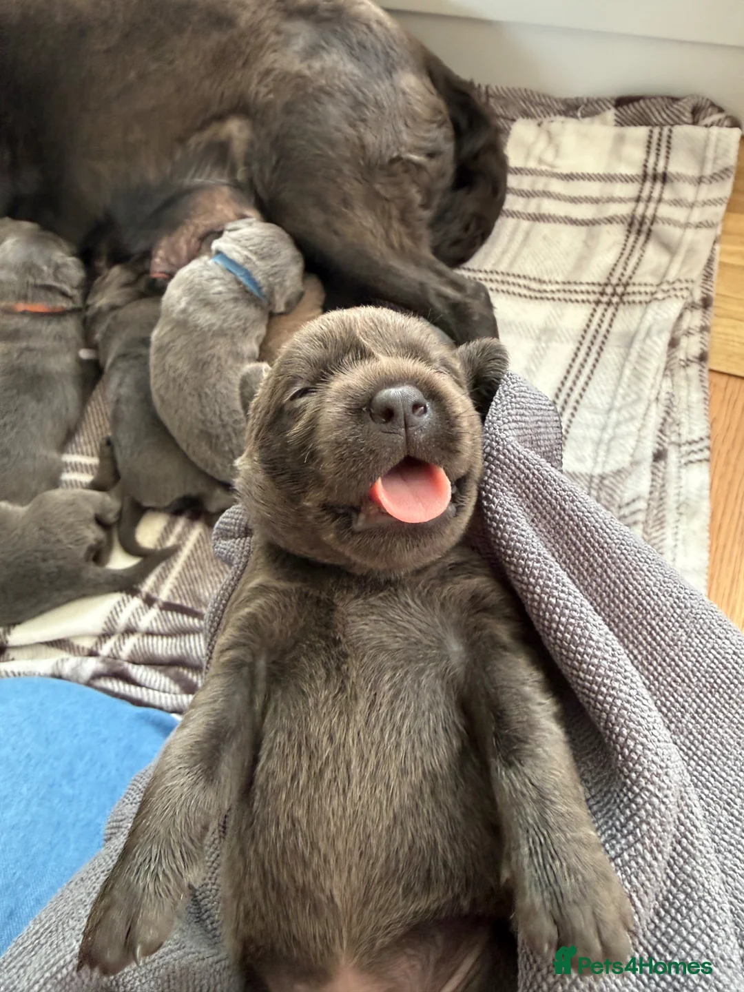 Labrador Retriever dogs for sale: KC Charcoal & Silver Labradors – Health Tested - Advert 1