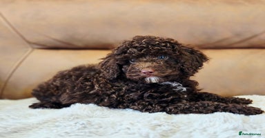 Toy Poodle dogs - Advert 10