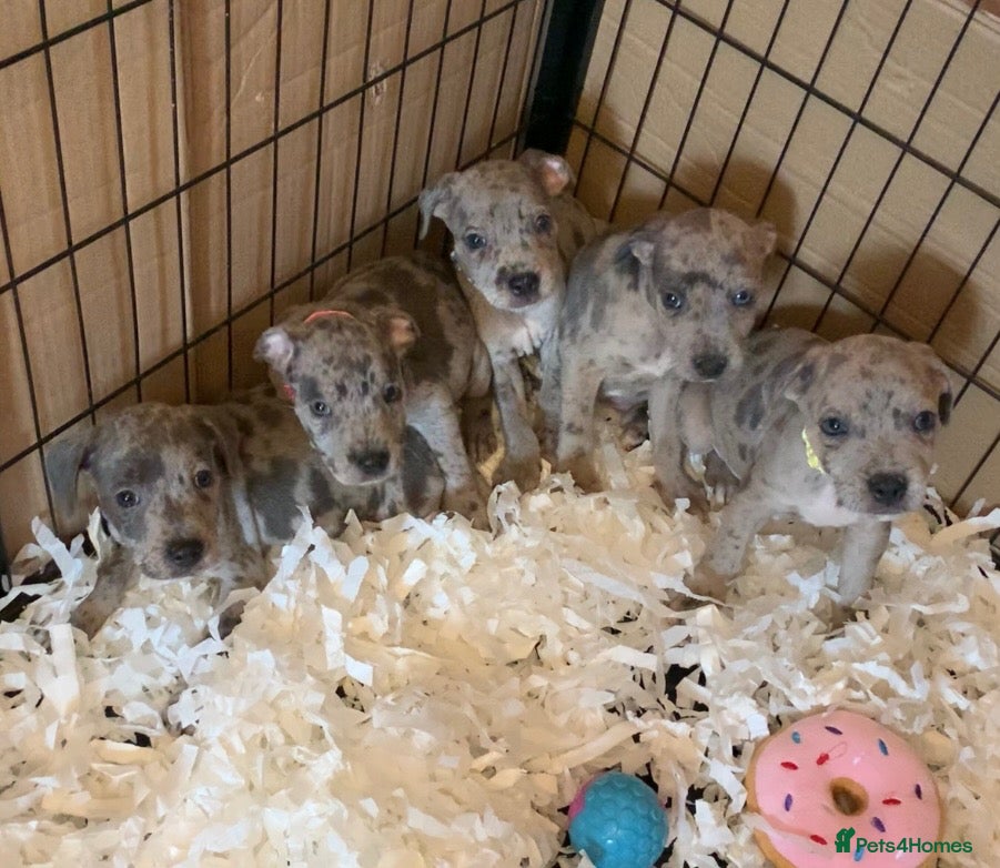 Staffordshire Bull Terrier dogs Rare Blue Merle Staffordshire Bull Terrier Staff - Advert 6